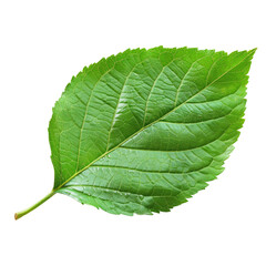 A vibrant green leaf stands alone against a transparent background complete with a handy clipping path for easy customization