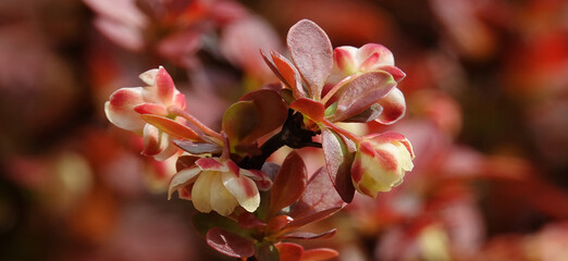 Barberry edible garden flowering