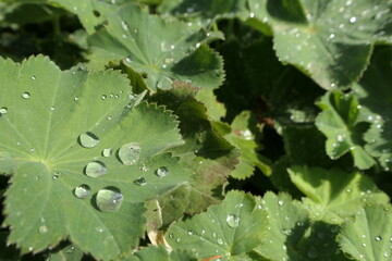Glistening morning dew on green leaves