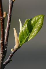 Green shoots on a branch in spring