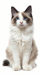 A cat with blue eyes and white fur sits on a white background
