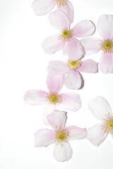 Naklejka na ściany i meble Pretty Pink and White Clematis Flower Petals for background