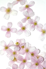Fototapeta na wymiar Pretty Pink and White Clematis Flower Petals for background