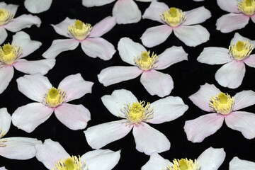 Pretty Pink and White Clematis Flower Petals on Black background
