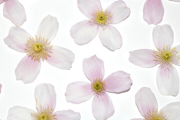 Pretty Pink and White Clematis Flower Petals for background