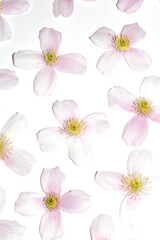 Pretty Pink and White Clematis Flower Petals for background