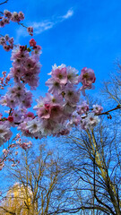 Pink flowered branch on blue sky backdrop, part of natural landscape Japanese cherry blossom...