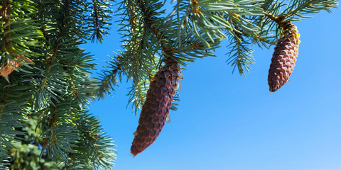 Young cones of spruce with a drop of resin against a blue sky background.