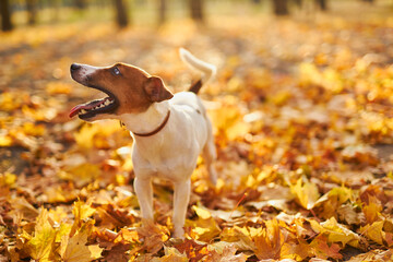 Portrait of a young dog Jack Russell breed with a sweater on a background of yellow grass covered with autumn leaves top view. Cozy autumn concept.