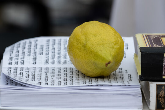 A single etrog or citron fruit, one of the four plant species used in the ritual observance of the Jewish holiday of Sukkot, lying on a Jewish prayer book or siddur.