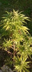Green Cannabis plant growing in a garden