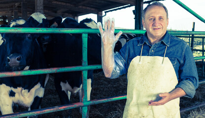 Veterinarian wears long glove to inspect cows
