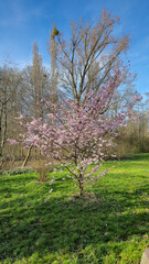 A pinkflowered tree stands amidst a grassy field under the sky Japanese cherry blossom Maschsee Hanover