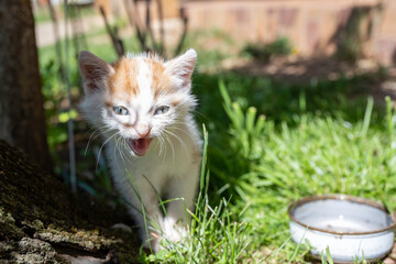 Adorable meowing tabby kitten outdoors. Portrait of a white kitten with a brown head and gray eyes. Portrait of a charming kitten.
