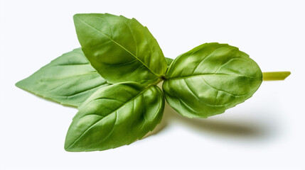 Obraz premium Basil leaf transparent background, no shadow сreated with Generative Ai