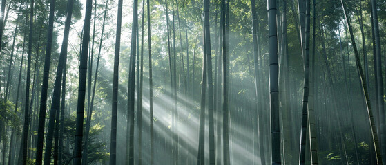 Tall bamboo trees standing tall as sunlight filters through the dense forest canopy above.