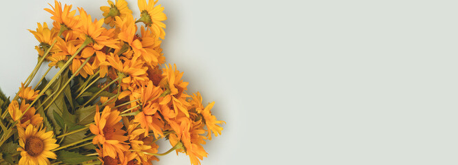 Banner with bouquet of arnica flowers on a blue background. Natural composition with place for text.