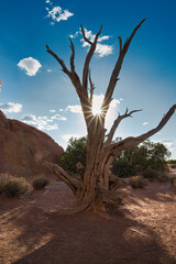 tree in the desert of arches national Park 