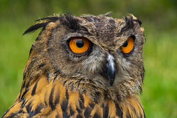 close-up of hunter's eyes, owls, stalking prey