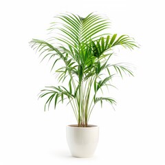 Areca palm plant in pot isolated on white background