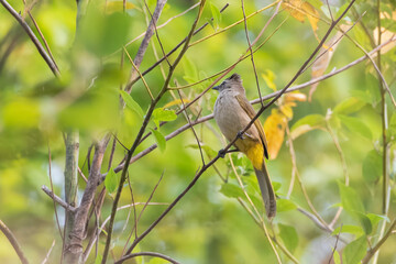 flavescent bulbul or Pycnonotus flavescens, a species of songbird observed in Khonoma in Nagaland,...