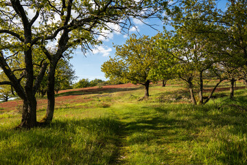 Naturschutzgebiet Hardungsberg, Dörscheid, April 2024