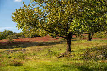 Naturschutzgebiet Hardungsberg, Dörscheid, April 2024