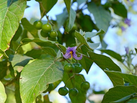 Fruits and flowers of "La rejalgadera" or "Rejalgadera de Doramas" (Solanum vespertilio subsp. doramae), endemic of Tenerife and Gran Canaria islands, Valencia, Spain