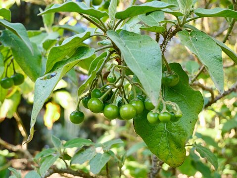 Fruits and flowers of "La rejalgadera" or "Rejalgadera de Doramas" (Solanum vespertilio subsp. doramae), endemic of Tenerife and Gran Canaria islands, Valencia, Spain