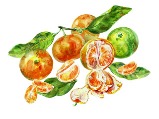 Painting template of orange fruit with leaves. Watercolor hand-drawn elements. Isolated on white background. Delicious fruit clip-art illustration. Used on labels, napkins, towels, tableware, package
