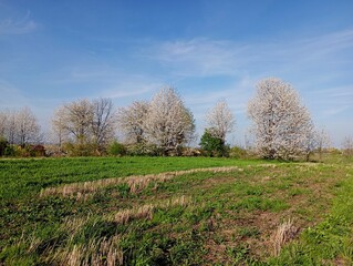 Obraz premium Several cherry trees blossomed with white flowers against a cloudless blue sky in a field in spring. Beautiful landscape with fruit trees.
