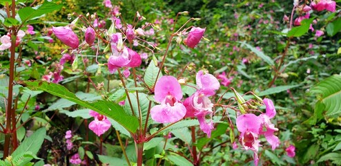 Pink flowers of impatiens blooms in the forest.