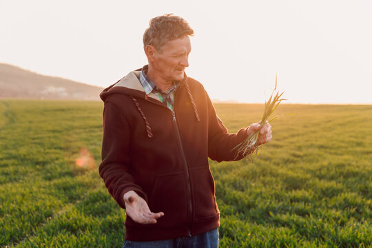 Farmer checking roots health after growth a seed of vegetable or plant seedling. Agriculture concept at sunset.