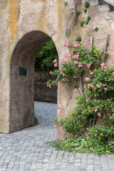 Fototapeta na wymiar Pretty pink roses growing up a wall by a archway 