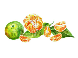 Paint of orange fruit with leaves. Watercolor hand-drawn elements. Isolated on white background. Delicious fruit clip-art illustration. Used on labels, napkins, towels, tableware, package - obrazy, fototapety, plakaty