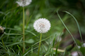 dandelion on grass