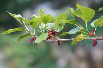 Red mulberry berry on a branch