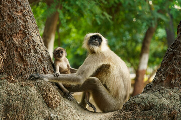 A baby vervet monkey mother, chlorocebus pygerythrus, with her cub on a tree in the wild © davide bonaldo