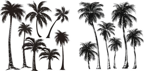 Vector drawing palma trees silhouettes
