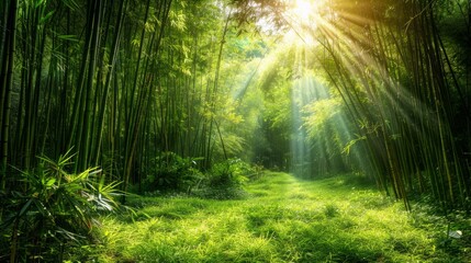 Fototapeta na wymiar Enchanting bamboo forest with sunlight filtering through the canopyy, creating a magical atmosphere for yoga