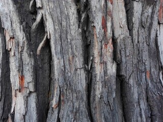 Texture big old tree trunk bark macro. Wooden rustic weathered texture detailed structure background in forest or park. Close-up trunk rough brown tree wood bark natural forrest wall paper for design