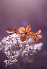 Jesienna impresja, kwiaty Hortensji na purpurowym tle. 