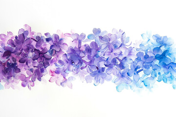 Hyacinth hues, watercolor, gradient of spring, white backdrop