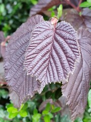 Frühlingsszene. Üppiges Laub. Junge Blätter. Nahaufnahme der Blattnerven. Äste. Einzelheiten. Makrofotografie. Tageslicht. Rote Farbe. Grün im Hintergrund. Natürlichen Umgebung. Draußen. Ökologie.  © GOL-Olivera
