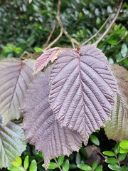 Frühlingsszene. Üppiges Laub. Junge Blätter. Nahaufnahme der Blattnerven. Äste. Einzelheiten. Makrofotografie. Tageslicht. Rote Farbe. Grün im Hintergrund. Natürlichen Umgebung. Draußen. Ökologie.  © GOL-Olivera