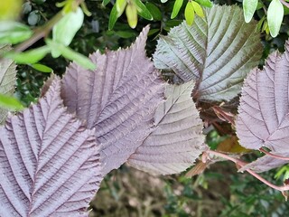 Frühlingsszene. Üppiges Laub. Junge Blätter. Nahaufnahme der Blattnerven. Äste. Einzelheiten. Makrofotografie. Tageslicht. Rote Farbe. Grün im Hintergrund. Natürlichen Umgebung. Draußen. Ökologie.  © GOL-Olivera