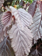 Frühlingsszene. Üppiges Laub. Junge Blätter. Nahaufnahme der Blattnerven. Äste. Einzelheiten. Makrofotografie. Tageslicht. Rote Farbe. Grün im Hintergrund. Natürlichen Umgebung. Draußen. Ökologie.  © GOL-Olivera