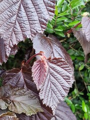 Frühlingsszene. Üppiges Laub. Junge Blätter. Nahaufnahme der Blattnerven. Äste. Einzelheiten. Makrofotografie. Tageslicht. Rote Farbe. Grün im Hintergrund. Natürlichen Umgebung. Draußen. Ökologie.  © GOL-Olivera