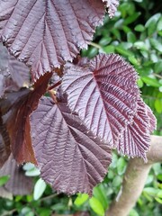 Frühlingsszene. Üppiges Laub. Junge Blätter. Nahaufnahme der Blattnerven. Äste. Einzelheiten. Makrofotografie. Tageslicht. Rote Farbe. Grün im Hintergrund. Natürlichen Umgebung. Draußen. Ökologie.  © GOL-Olivera