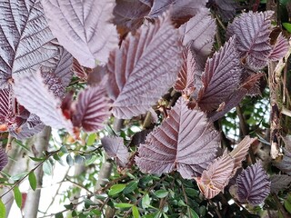 Frühlingsszene. Üppiges Laub. Junge Blätter. Nahaufnahme der Blattnerven. Äste. Einzelheiten. Makrofotografie. Tageslicht. Rote Farbe. Grün im Hintergrund. Natürlichen Umgebung. Draußen. Ökologie.  © GOL-Olivera